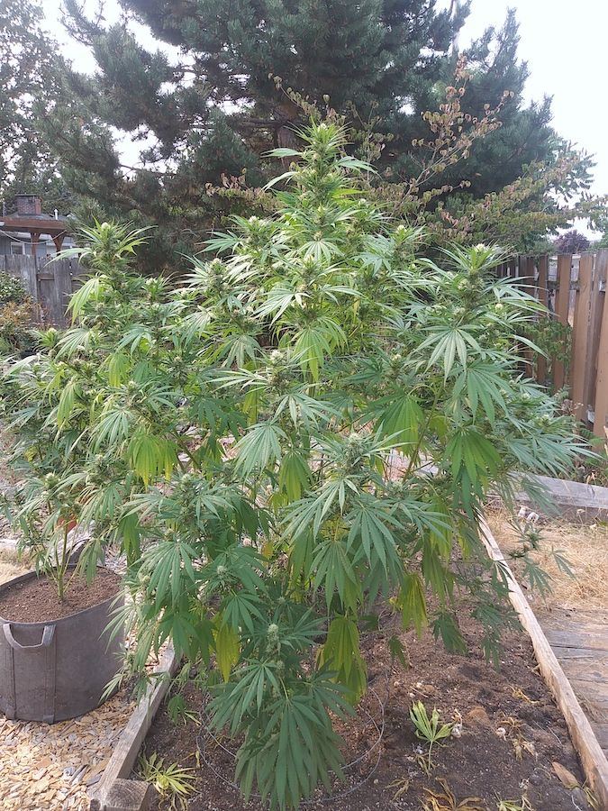  lemon rambo piss plant
