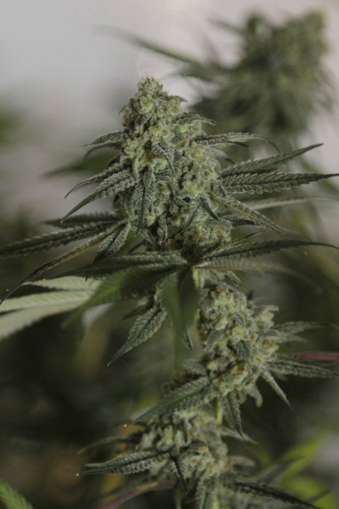  MG 9443