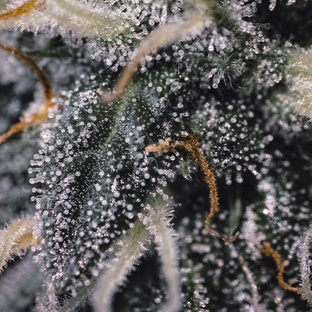  P3M0203 2