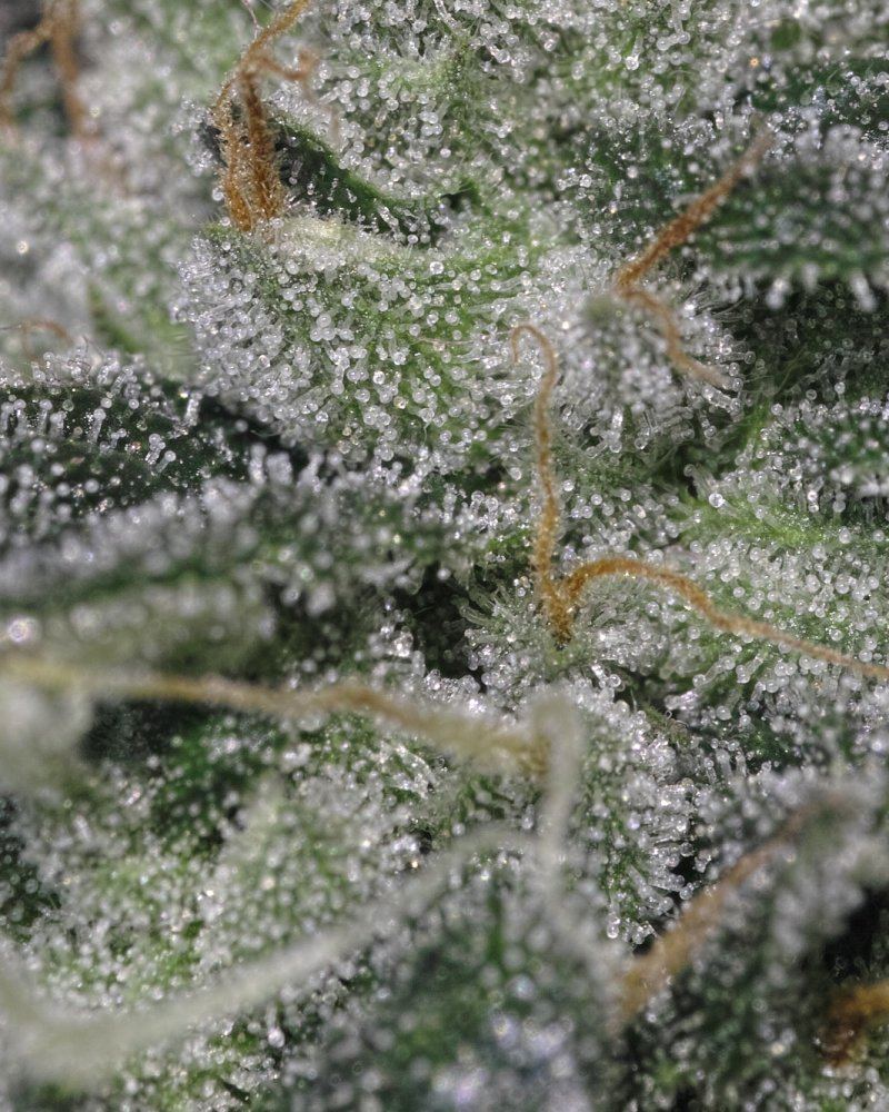  P3M0368