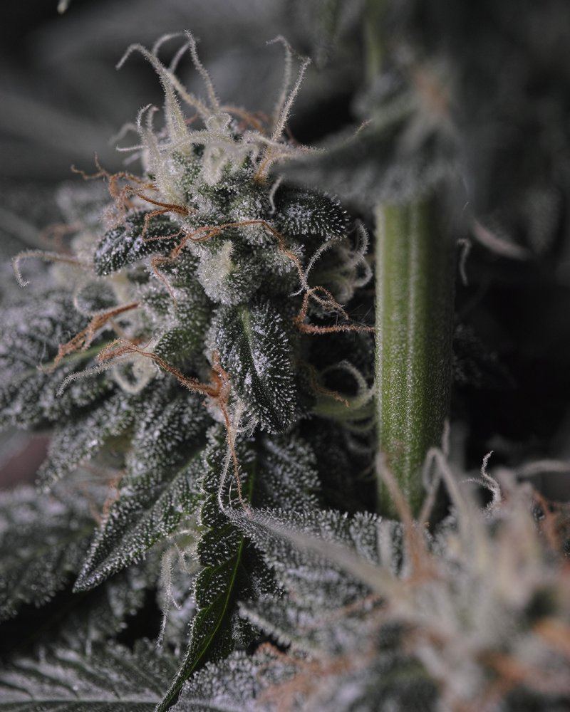  P3M0400