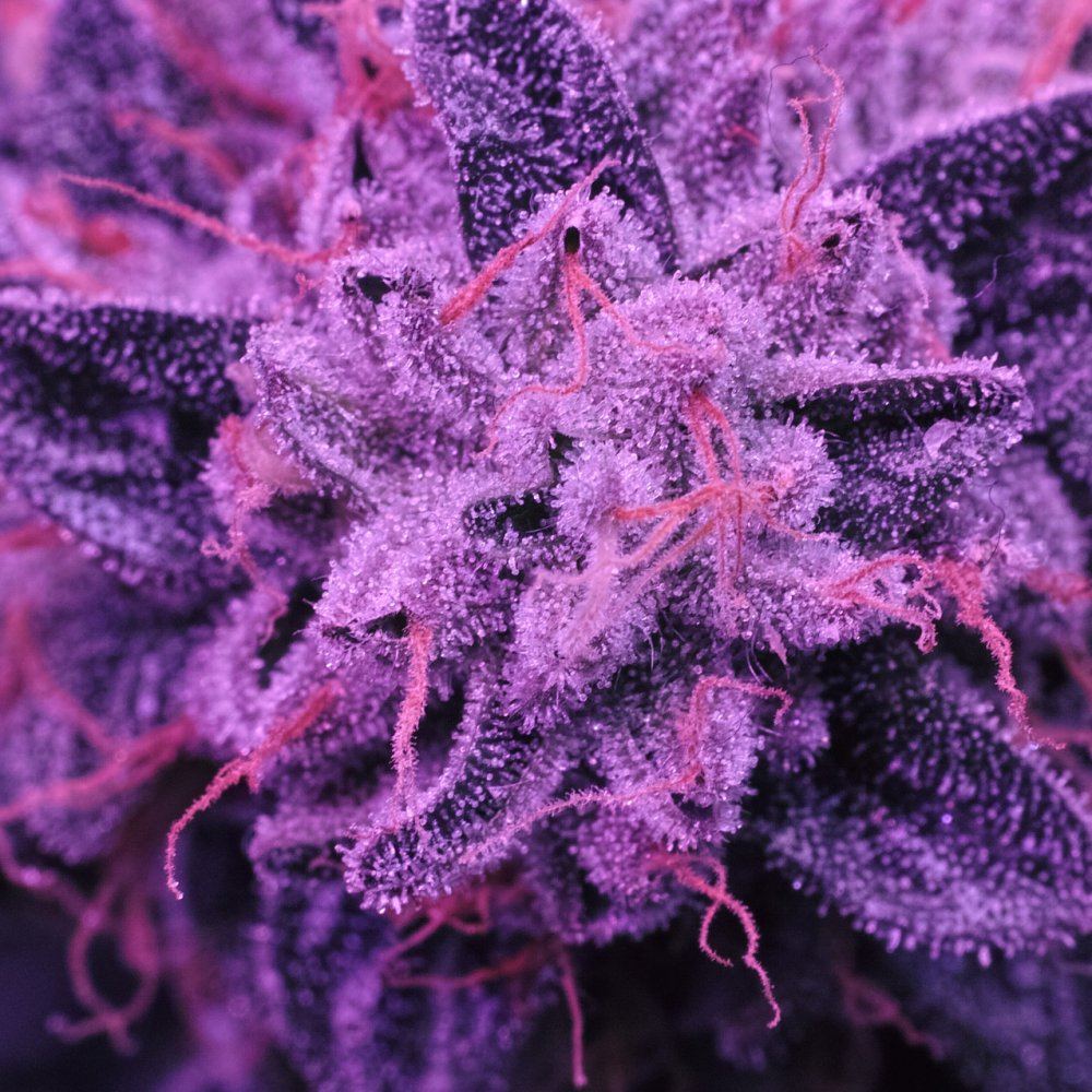  P3M0404