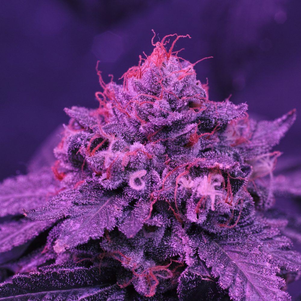  P3M0405