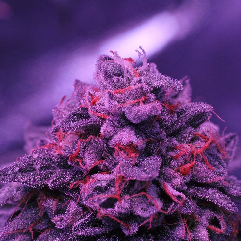  P3M0409