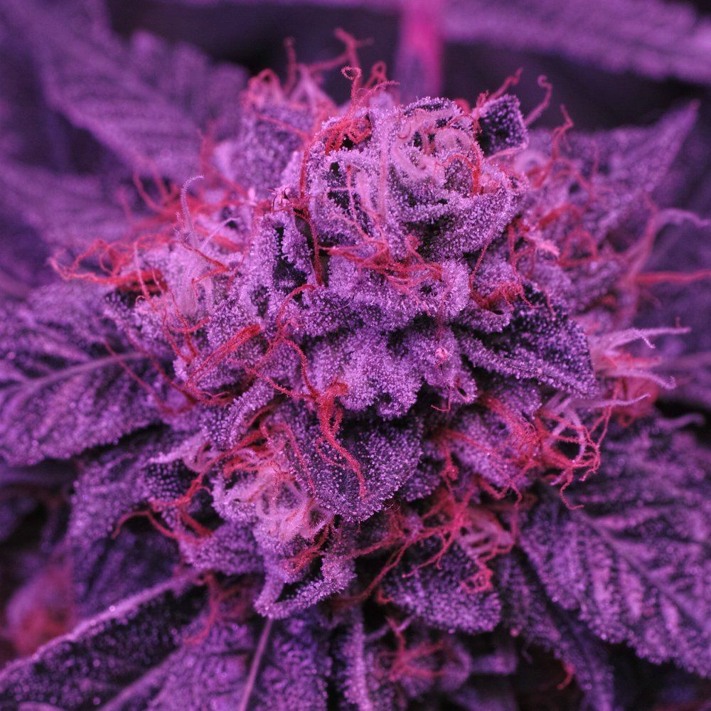  P3M0420