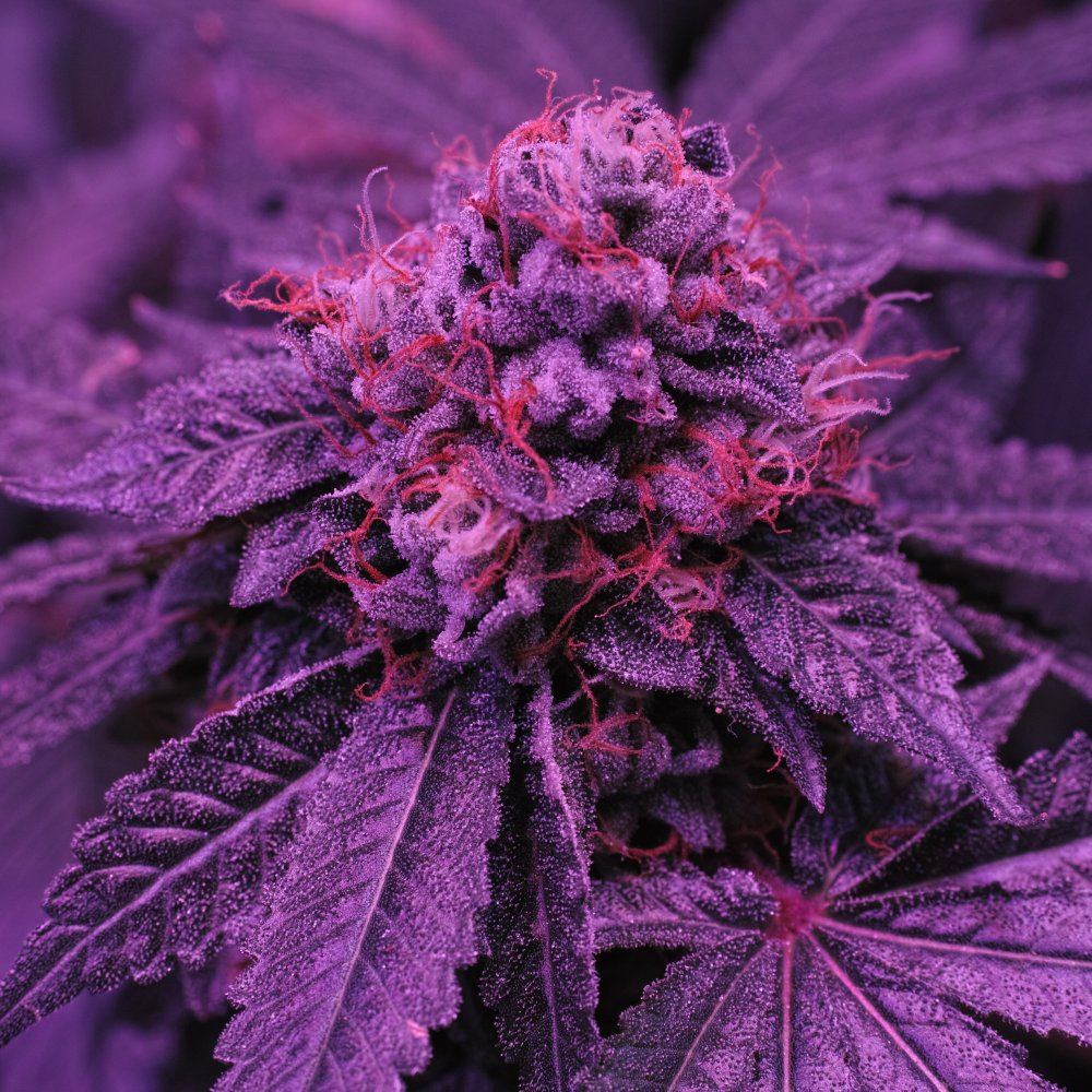  P3M0421