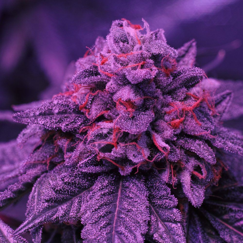  P3M0425
