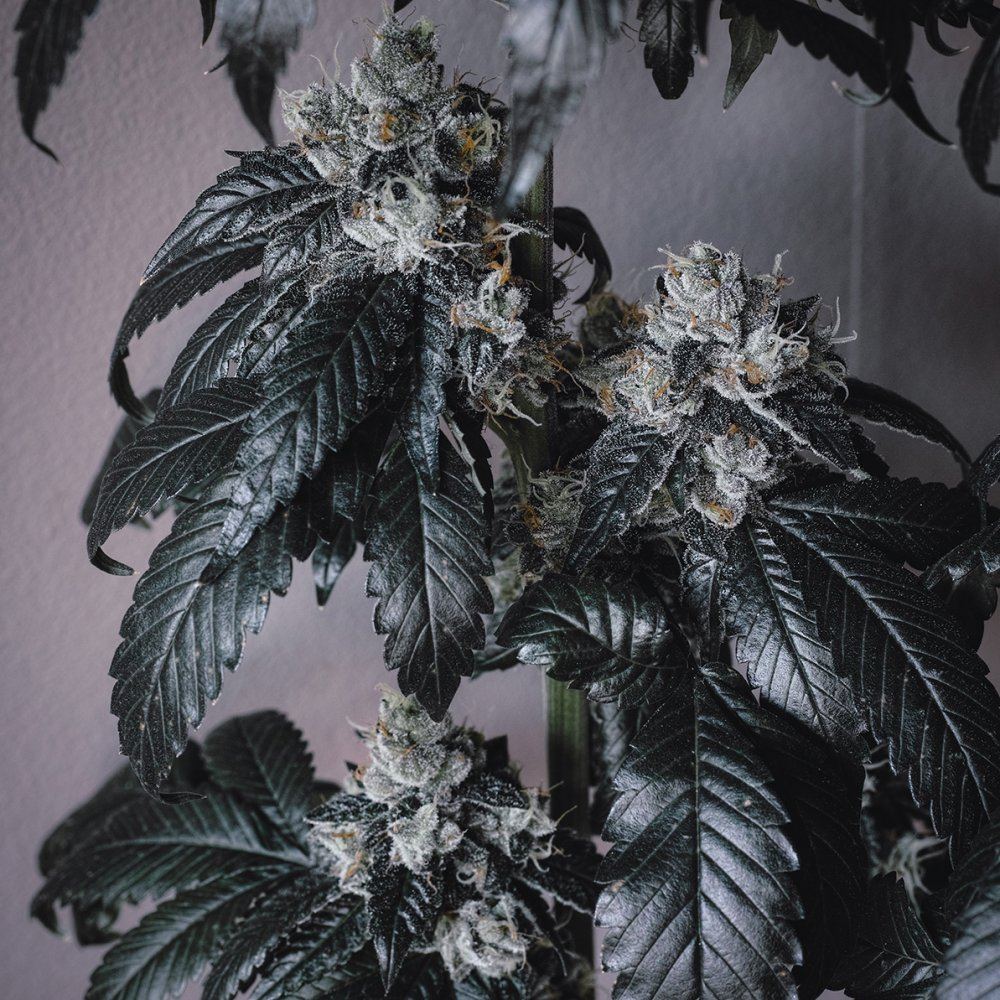  P3M0433 2