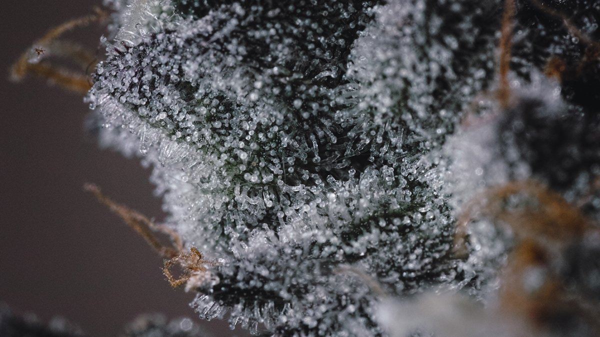  P3M0442 5