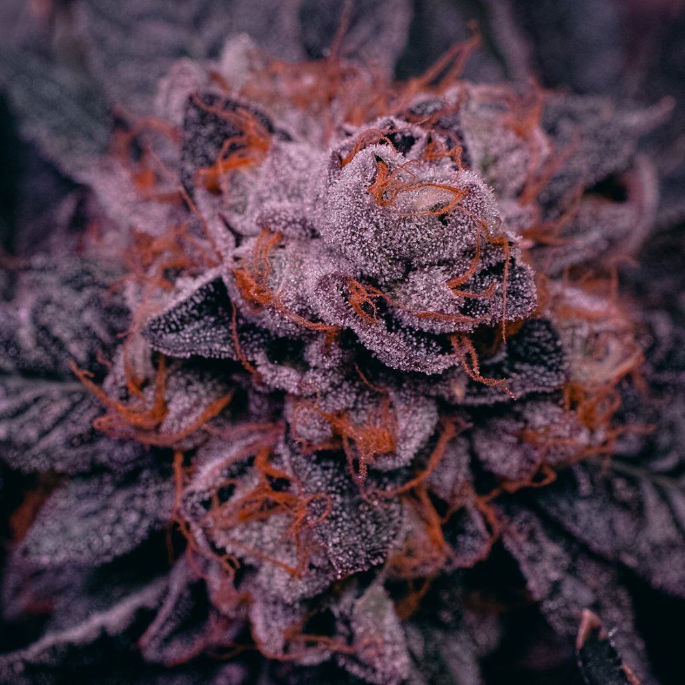  P3M0474