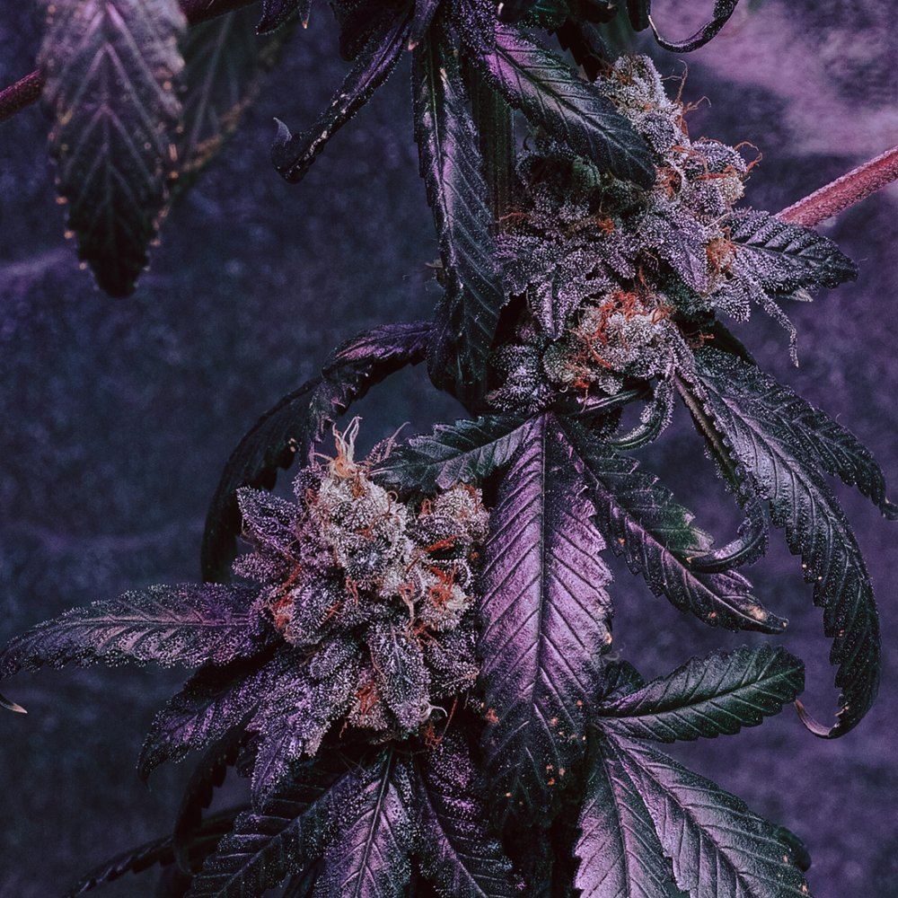  P3M0482