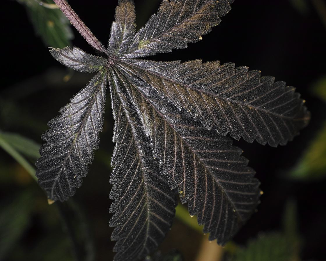  P3M0514