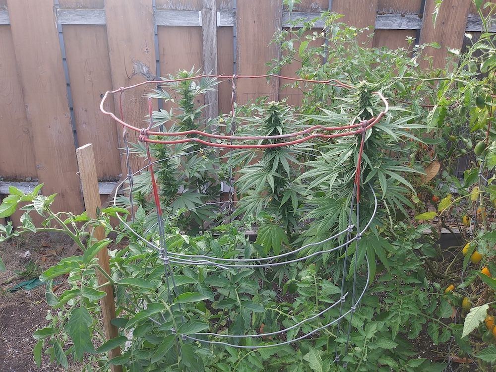  tomato cover 3