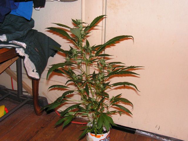 A basic diesel housing ape seeds
