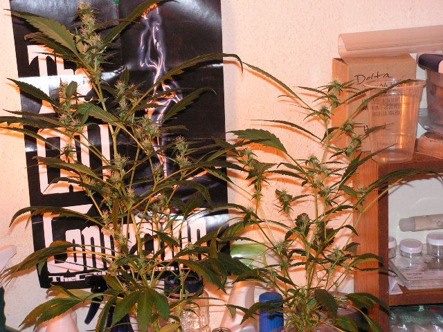 Abasic diesel