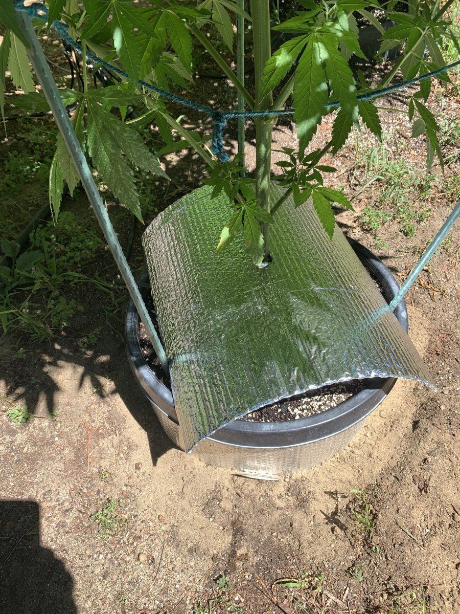 A cooling tip for outdoor growers 2