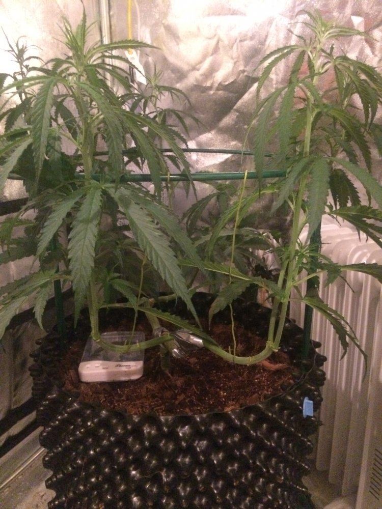 A diary of my first grow 10