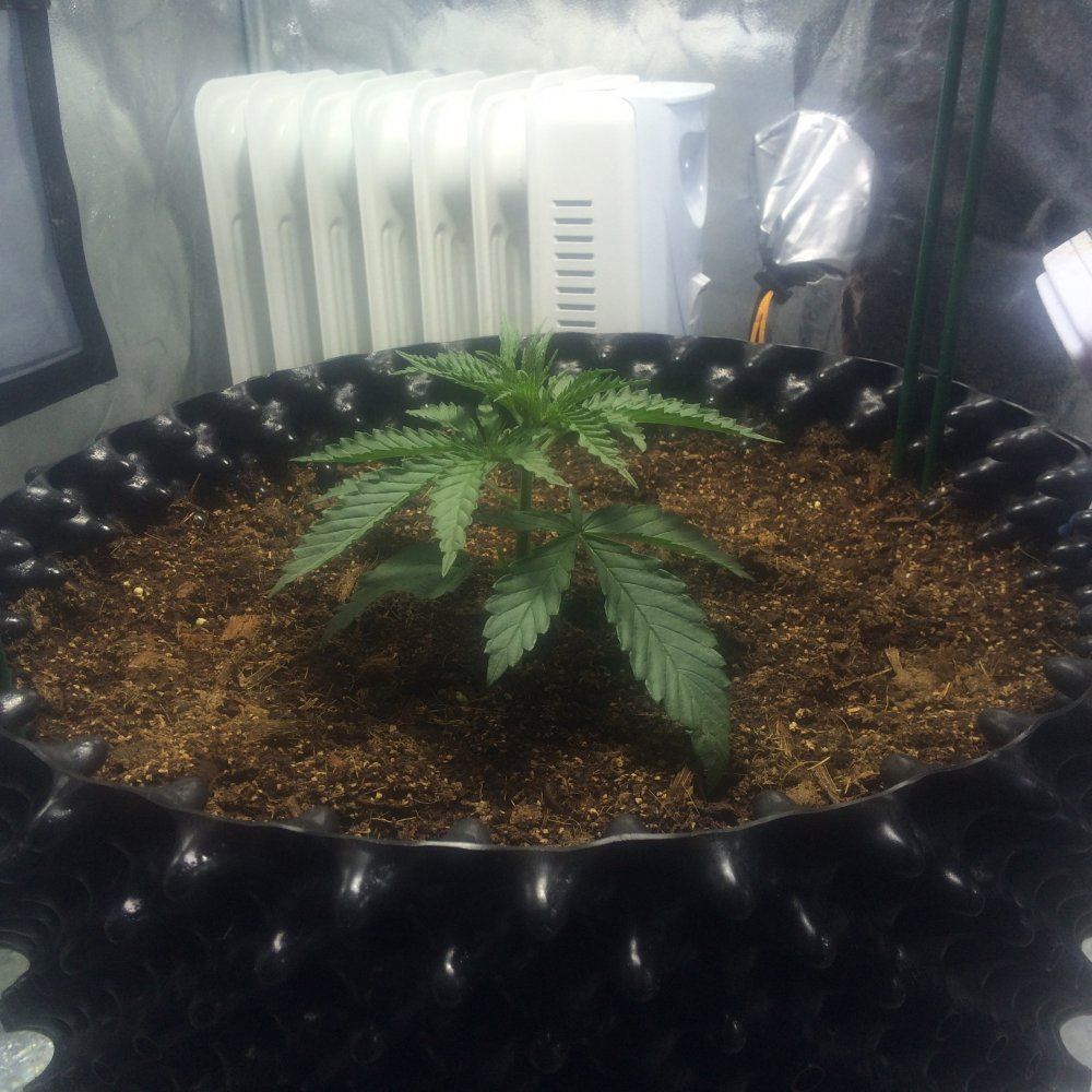 A diary of my first grow 3