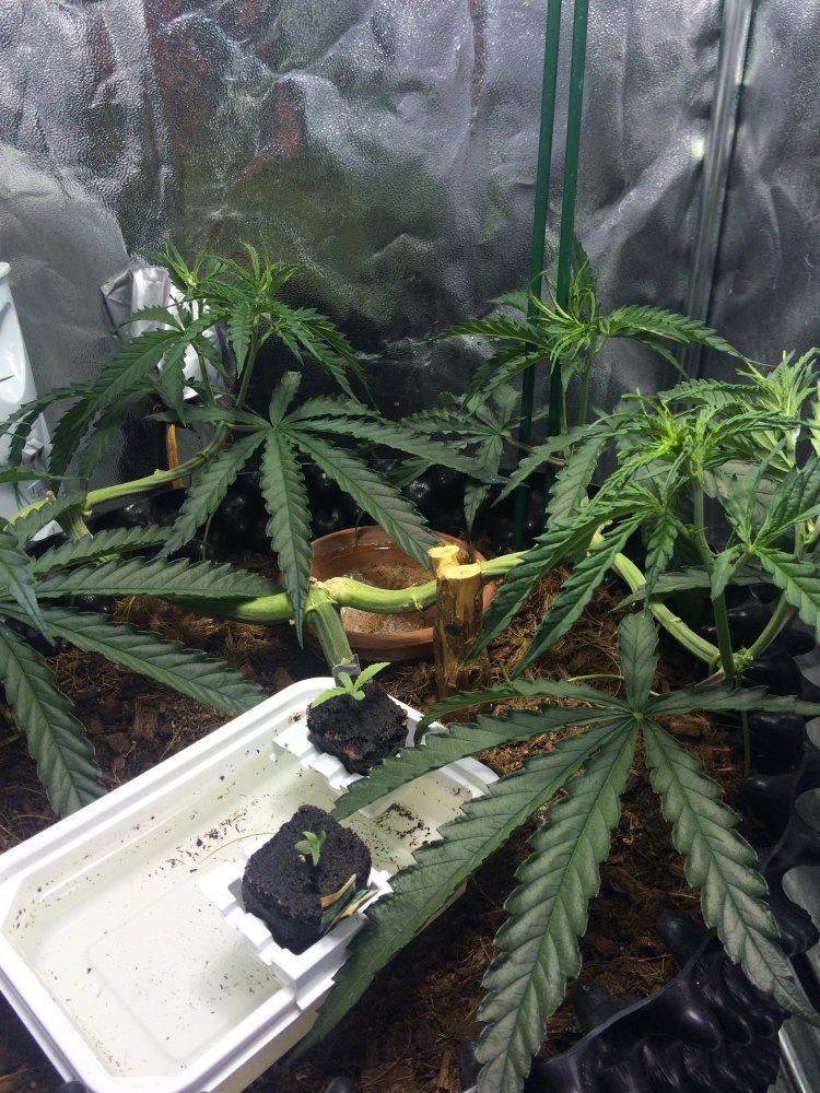 A diary of my first grow 7