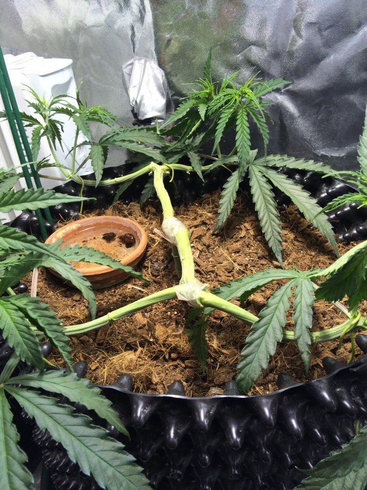 A diary of my first grow 8