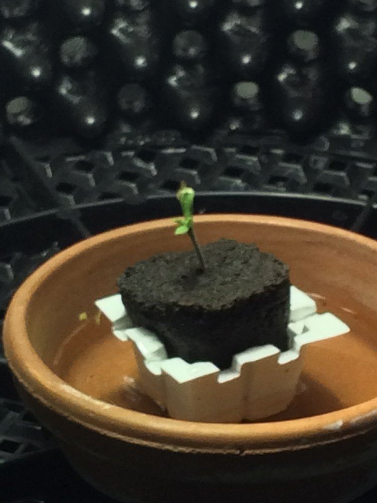A diary of my first grow