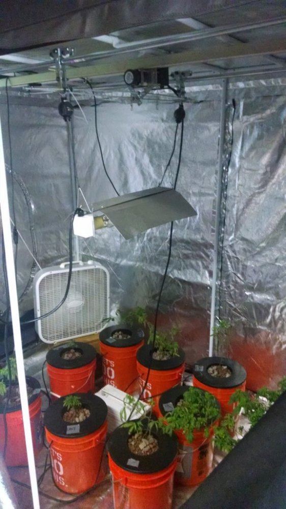 A dwc grow from a scrapped hpa project 3