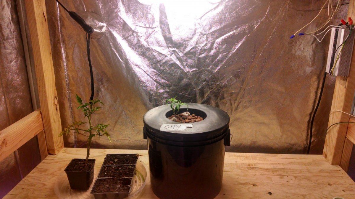 A dwc grow from a scrapped hpa project 4