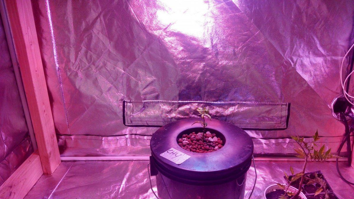A dwc grow from a scrapped hpa project 5
