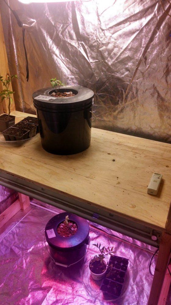 A dwc grow from a scrapped hpa project 6