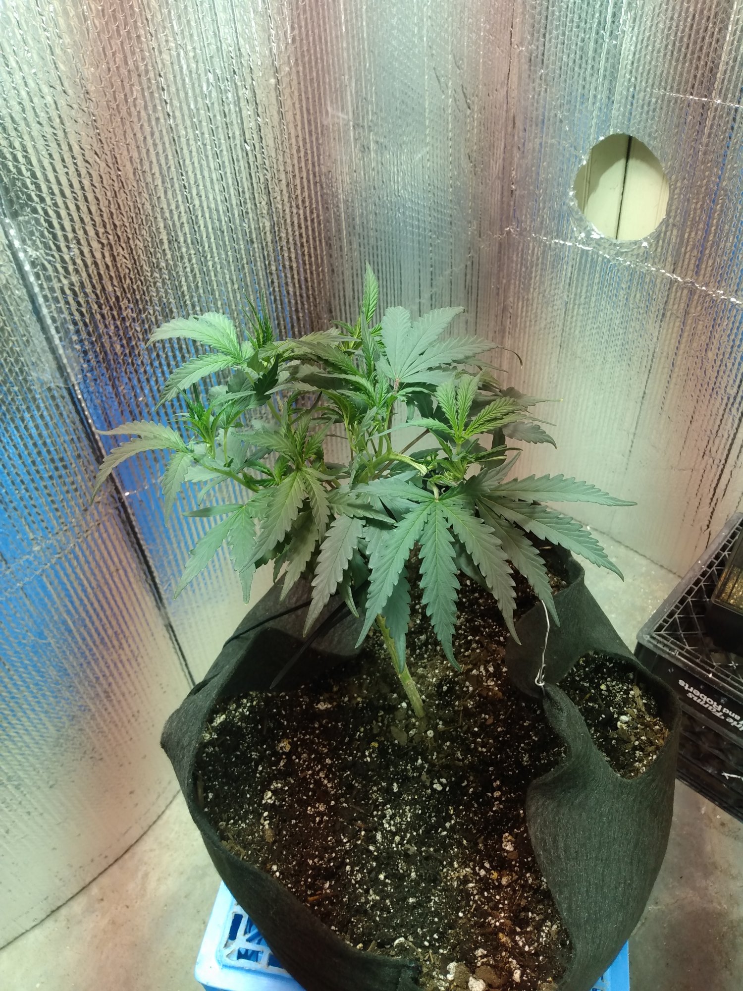 A few basic questions about growing i prefer you guys answer 2
