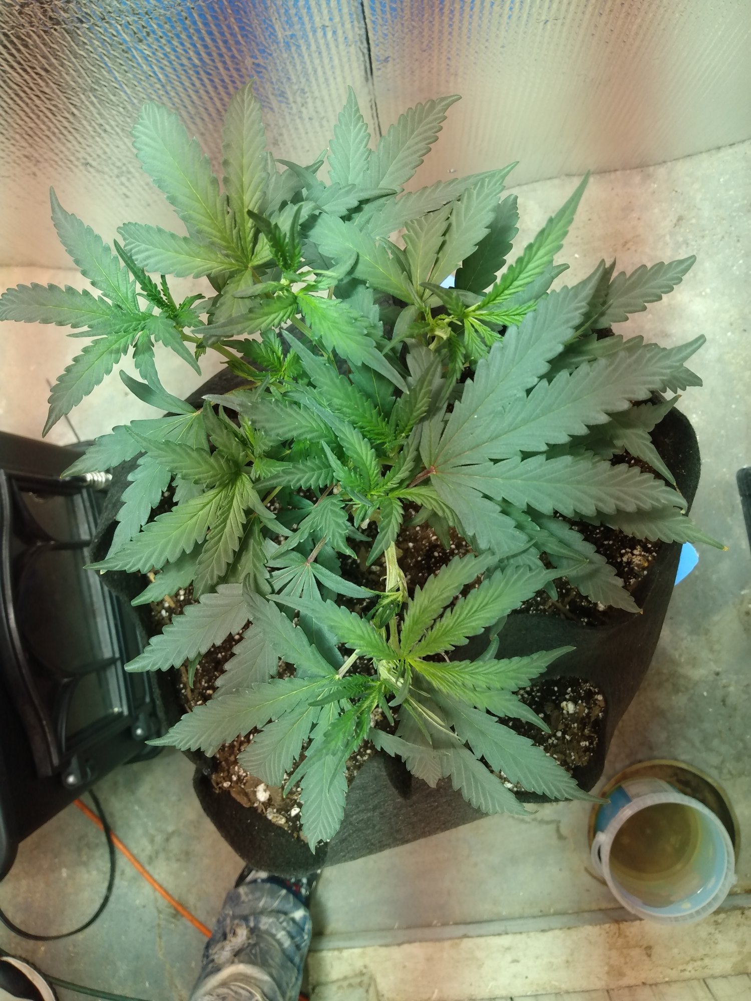 A few basic questions about growing i prefer you guys answer