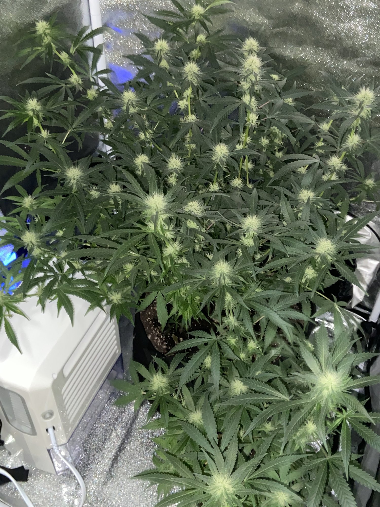 A few days into wk4 of flower 2