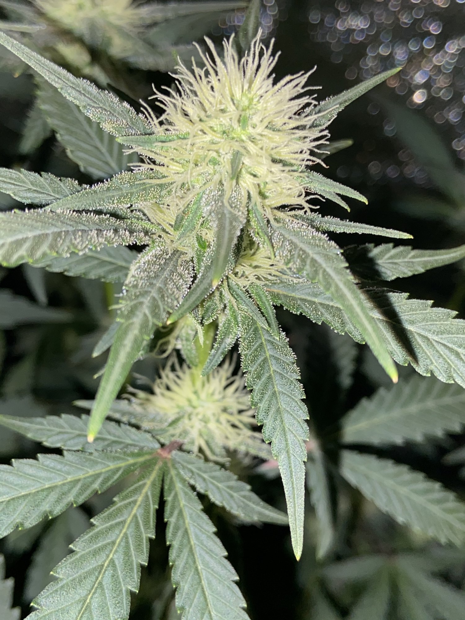 A few days into wk4 of flower 3
