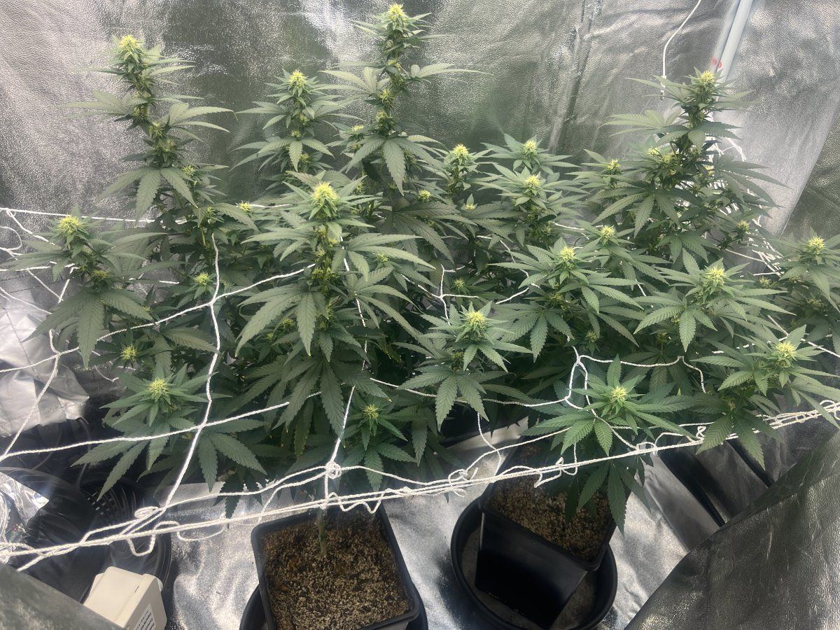 A few days shy of week 4 of flower looking on track