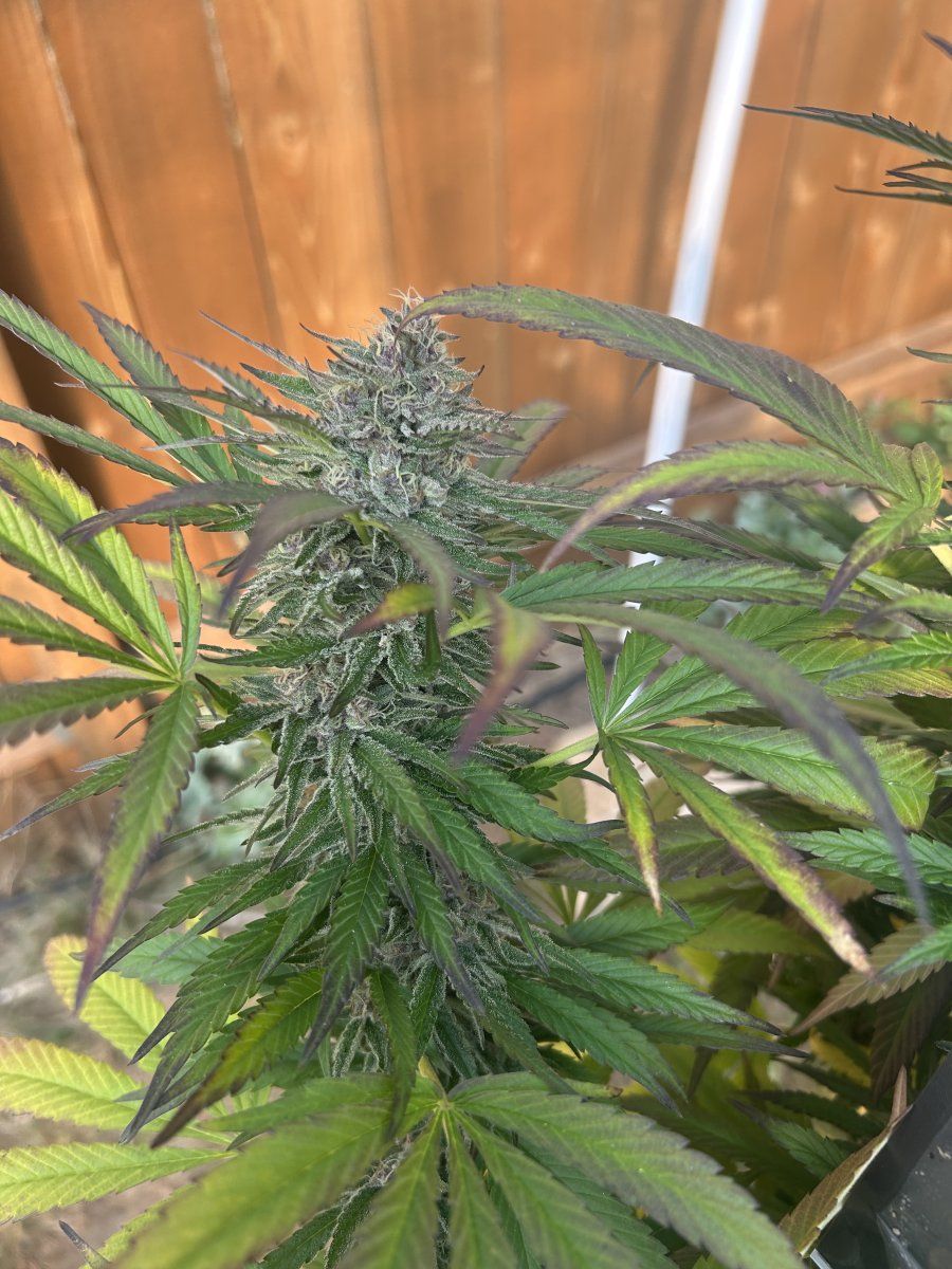 A few weeks from harvest 3