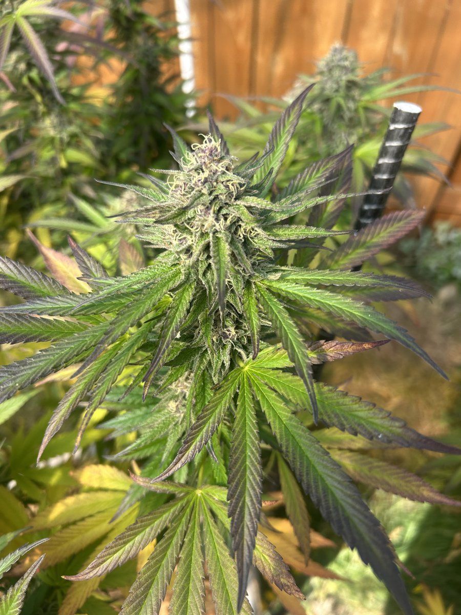 A few weeks from harvest 4