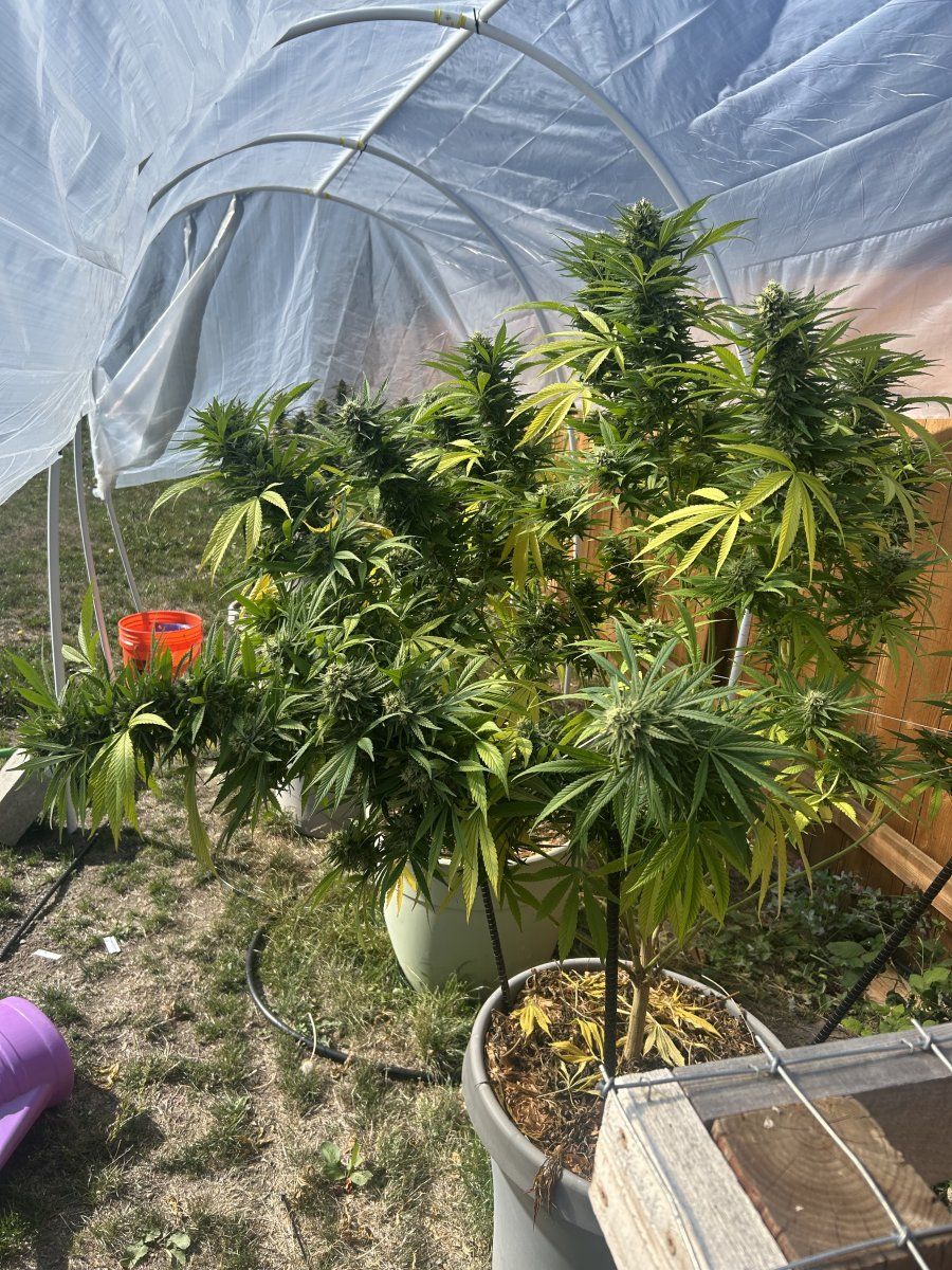 A few weeks from harvest 7