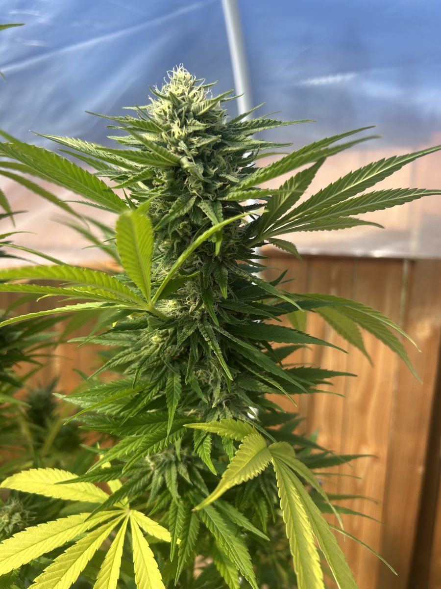 A few weeks from harvest 8