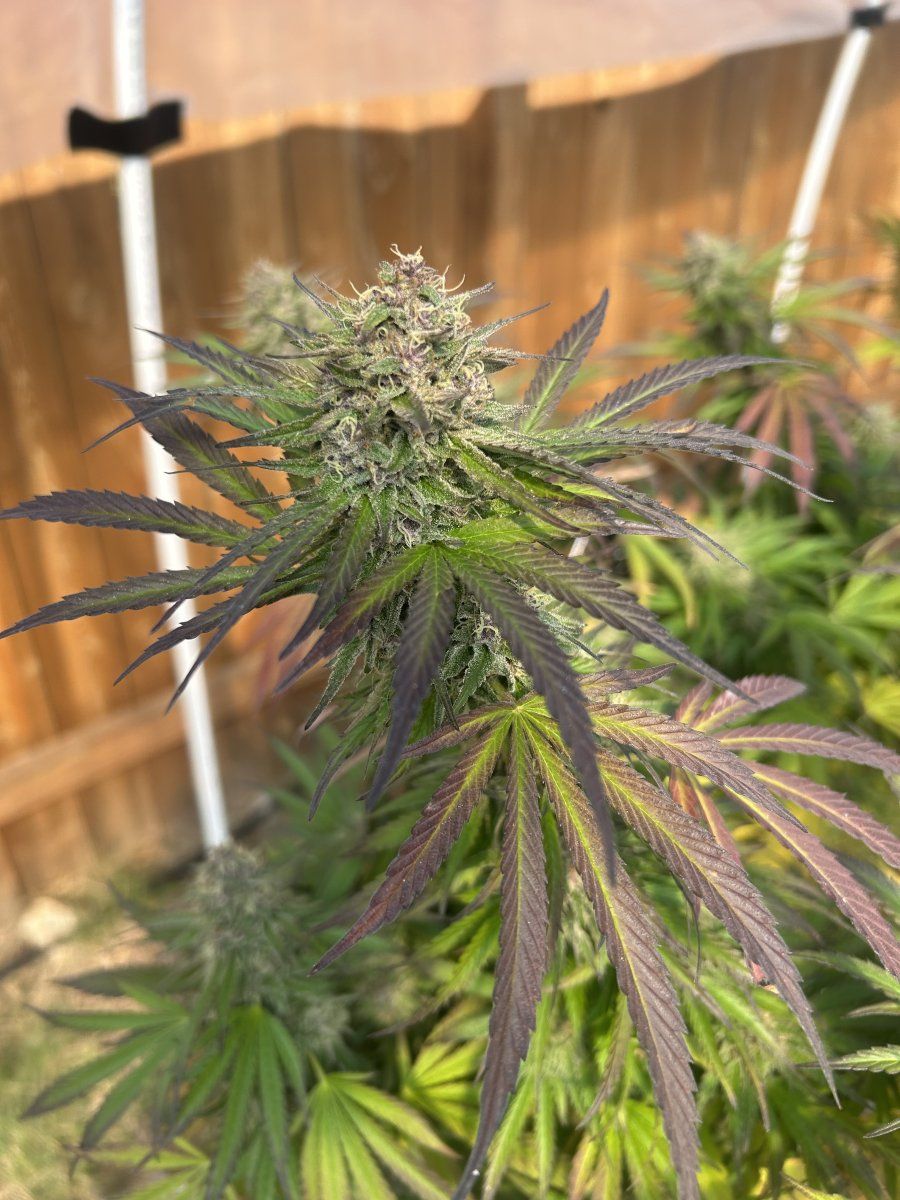 A few weeks from harvest
