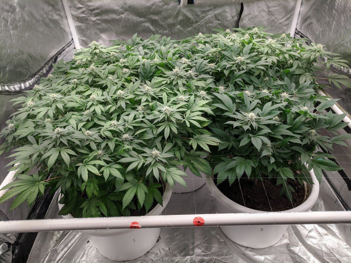 A hobby garden through and through