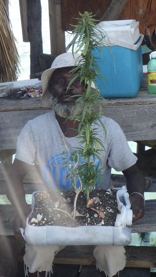 A jamaican farmer with his crop