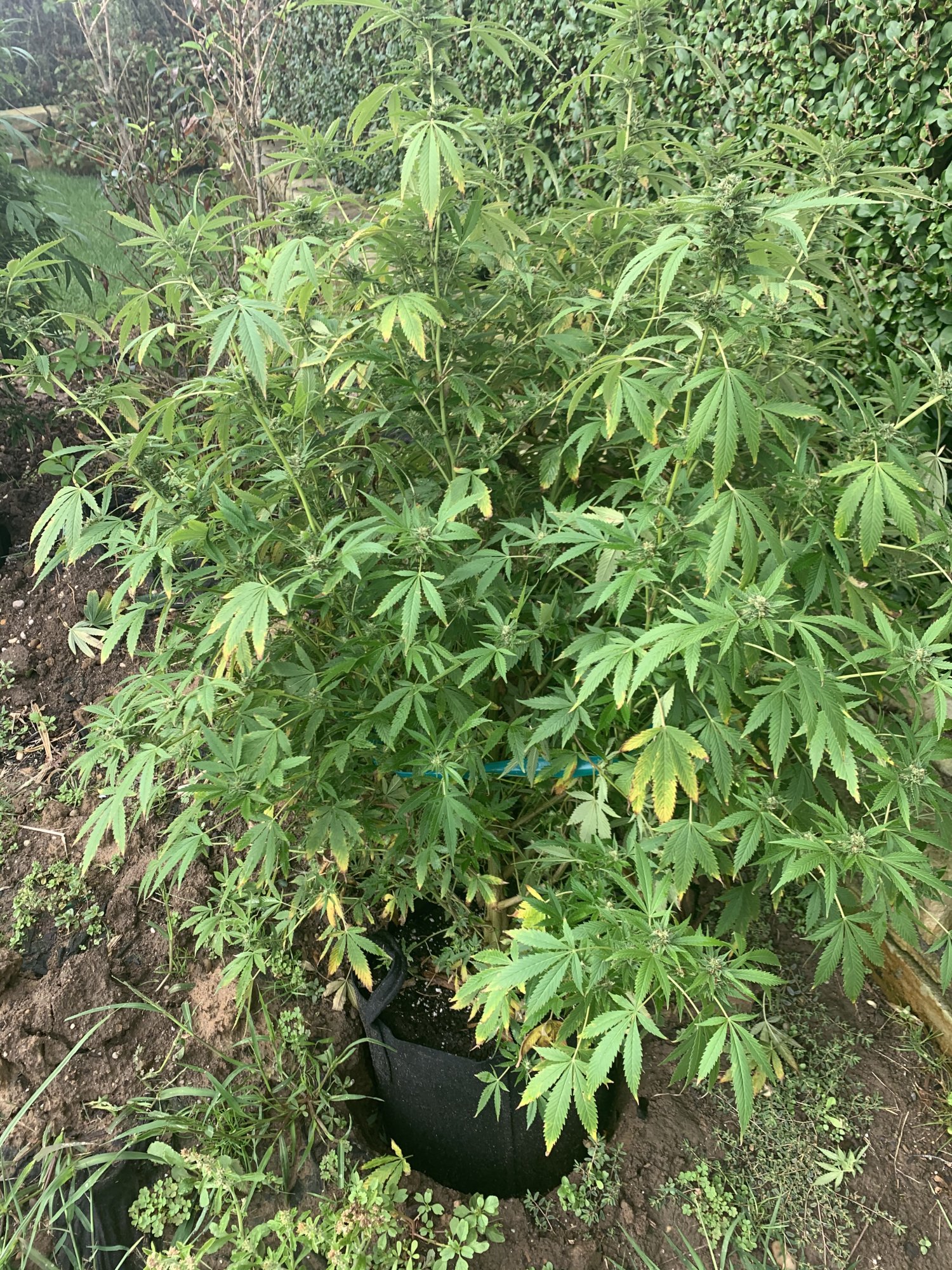 A little more advice needed and appreciated 3