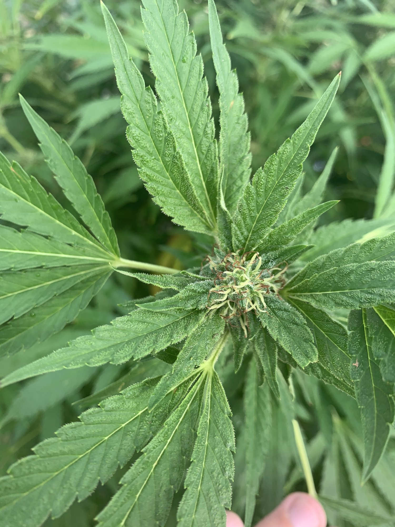A little more advice needed and appreciated 4