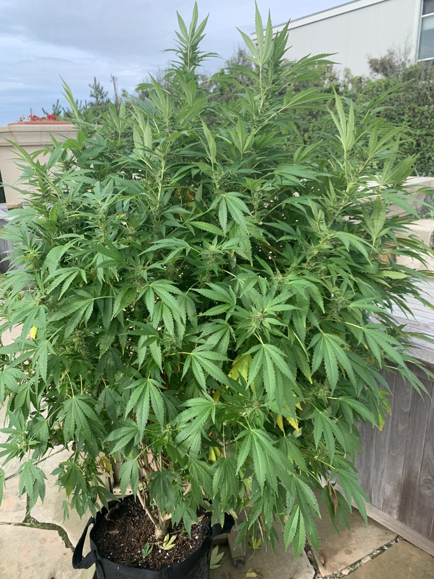 A little more advice needed and appreciated 5