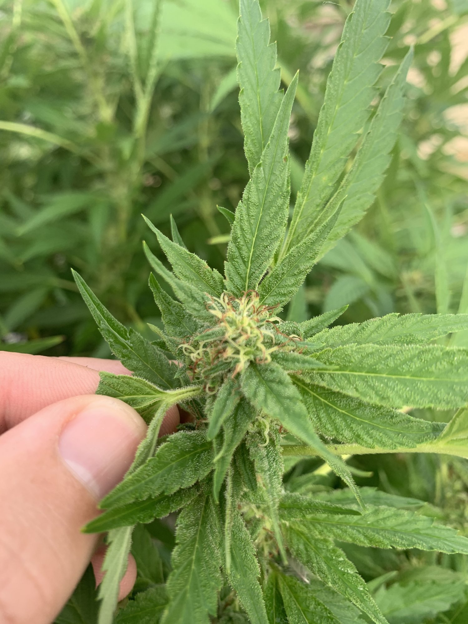 A little more advice needed and appreciated 6
