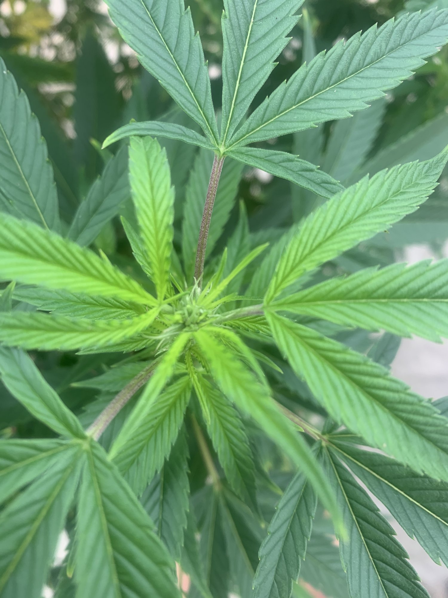 A little more advice needed and appreciated 8