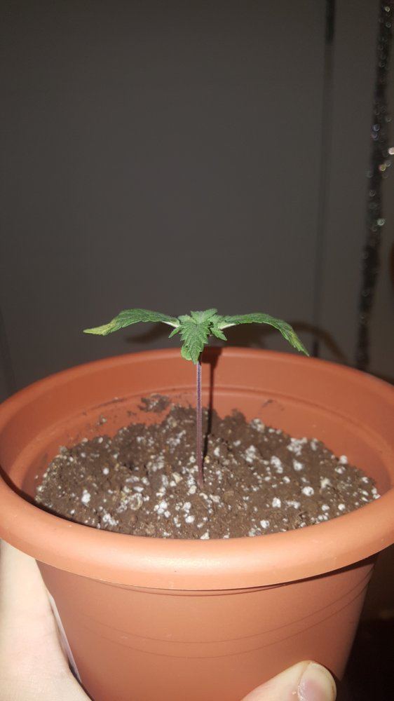A little troubleseedling leaf tips yellowing curling 2
