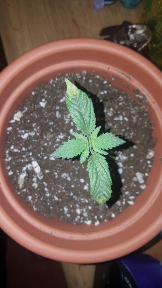 A little troubleseedling leaf tips yellowing curling