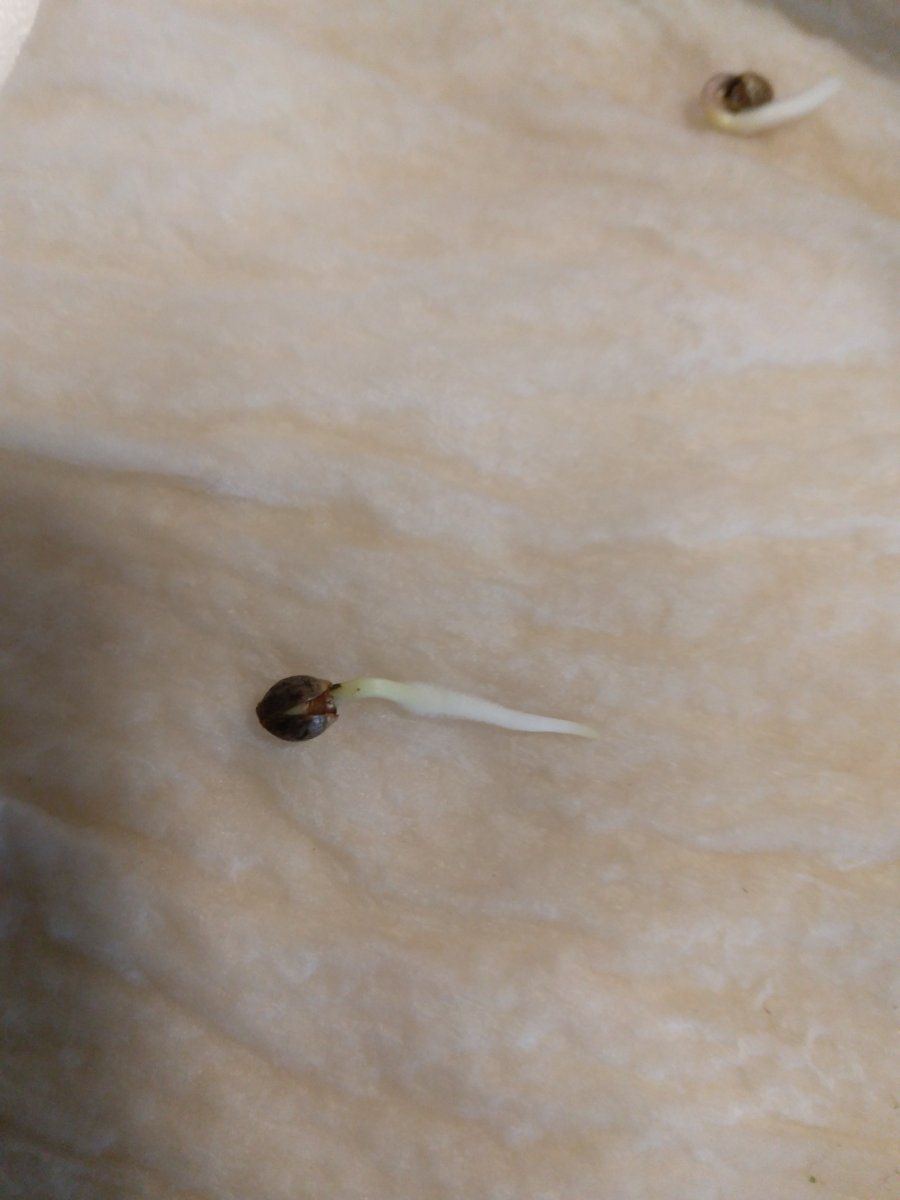 A nervous noobs 1st grow 2