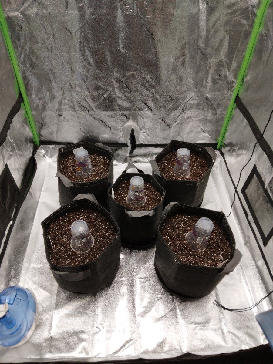 A nervous noobs 1st grow 3